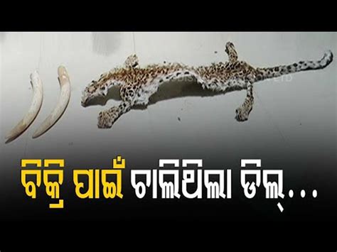 Leopard Skin And Elephant Tusks Seized In Nayagarh 2 Arrested Video