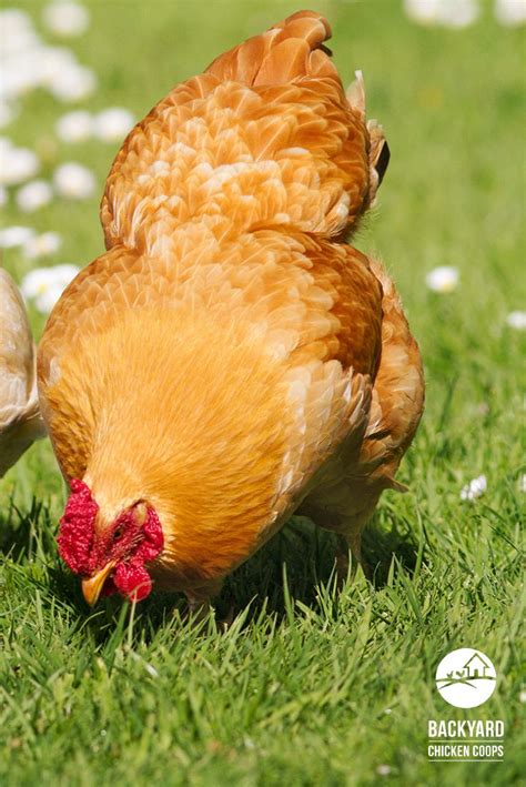 The Top 10 Friendliest Chicken Breeds Artofit