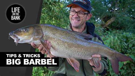 Barbel Fishing Uk Tips Rigs And Tactics New River Season Youtube