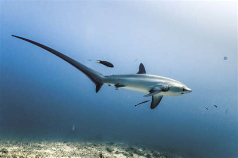 Thresher Shark Thursday anyone? : r/sharks
