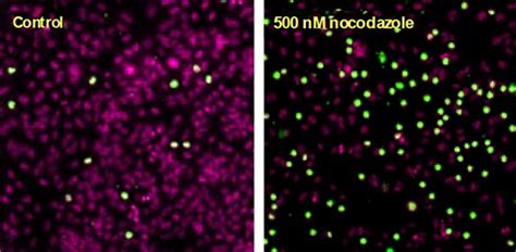 HCS 및 HCA 샘플 데이터 Thermo Fisher Scientific KR