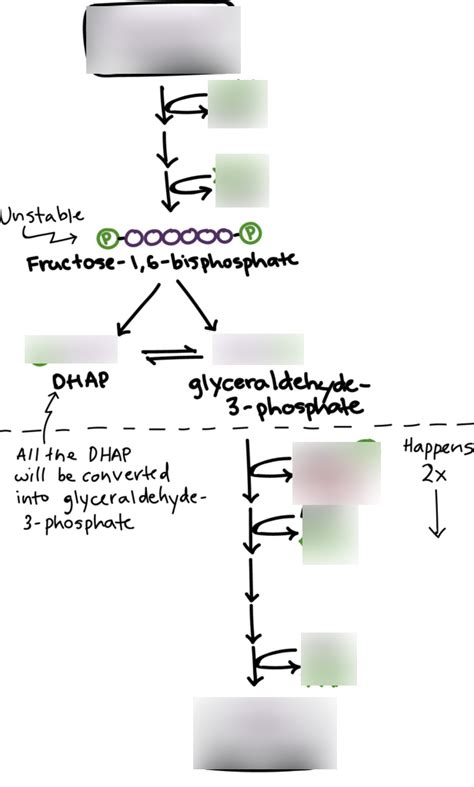 Glycolysis Diagram Quizlet