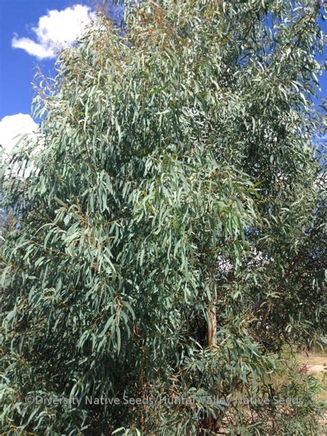 Eucalyptus Nicholiinarrow Leaved Black Peppermint Diversity Native Seeds