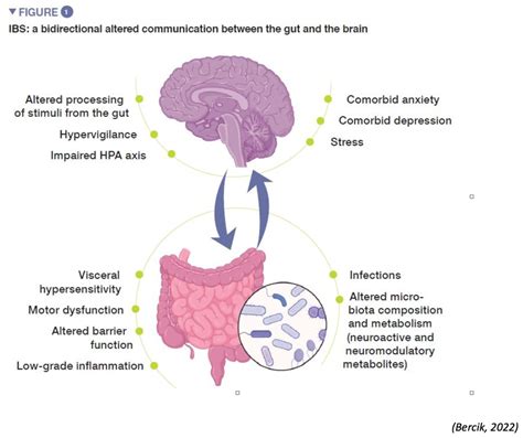 Irritable Bowel Syndrome Ibs The Latest Science On An Under