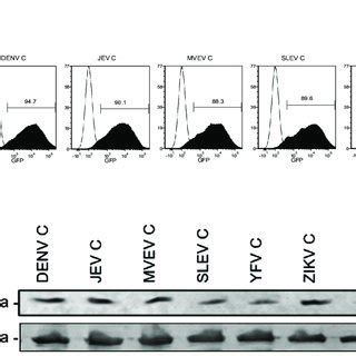 Expression Of Myc Tagged Capsid Proteins A549 Cells Were Transduced