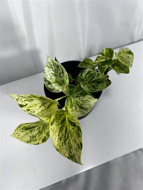Epipremnum Marble Queen Leal Plants