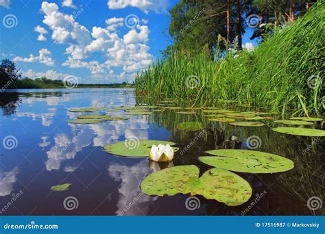 Water Lily In The River Stock Image Image Of Blooming 17516987