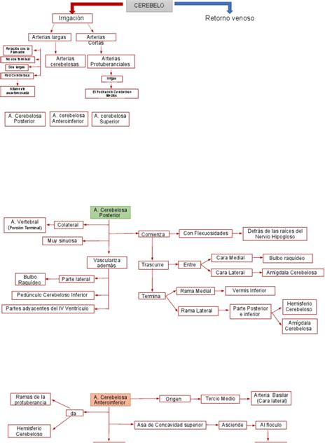 Mapa Conceptual Del Cerebelo Pdf Cerebelo Anatomía Humana