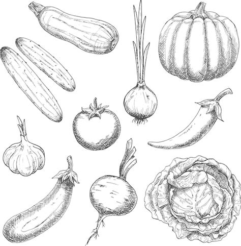 Premium Vector Farm Vegetables Sketches For Agriculture Design