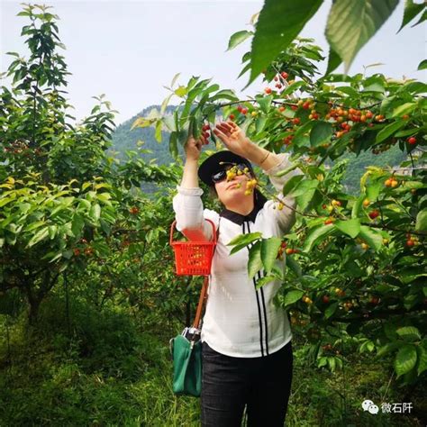 花橋鎮楊柳塘村開啟半月甜蜜櫻桃採摘體驗模式 每日頭條