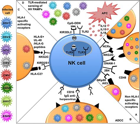 Frontiers Human NK Cells And Herpesviruses Mechanisms Of Recognition