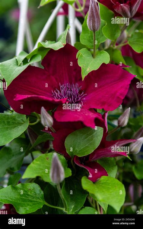 Clematis Nubia Malvern Show Stock Photo Alamy