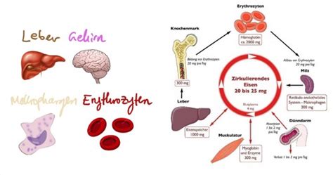 Essentielle Spurenelemente Flashcards Quizlet