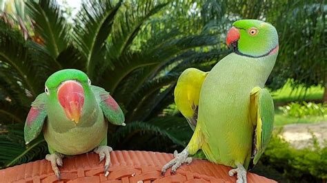 So Cute Dancing And Talking Indian Ringneck Parrot Ringneck Parrot Mating Dance Youtube