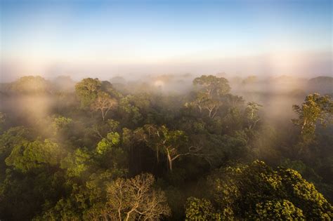 First study of all Amazon greenhouse gases suggests the damaged forest ...