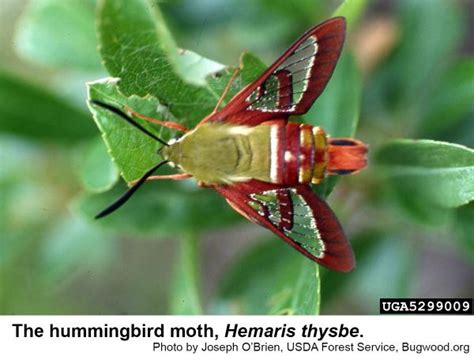 Bumblebee Moth and Hummingbird Moth | NC State Extension Publications