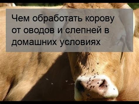 Чем обработать корову от оводов и слепней в домашних условиях - YouTube