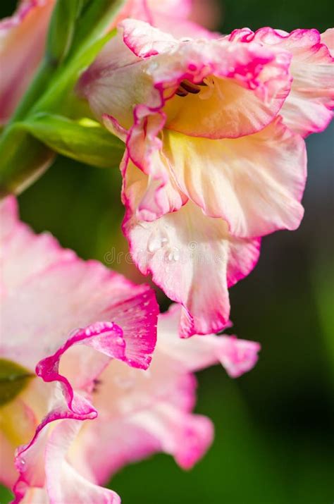 Light Pink Gladiolus Flower, Close-up Stock Image - Image of decorative ...