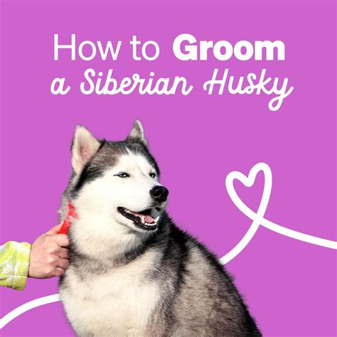 How to Groom a Siberian Husky - JUSTDOGS