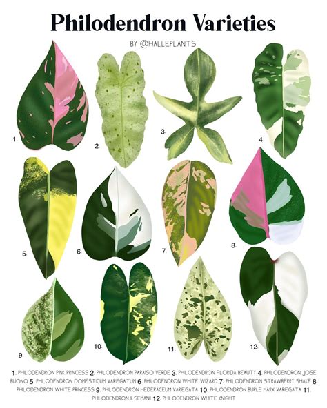 Variegated Philodendron Varieties Plant Identification Chart Etsy Artofit