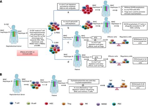 Proposed Mechanisms For Crossing Hla Barriers A Effects Of G Csf On