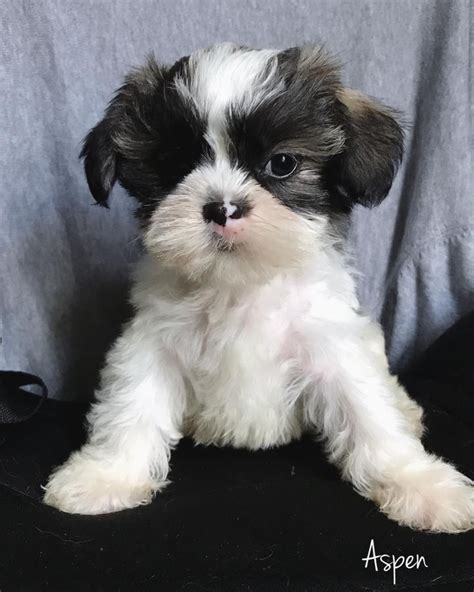 Shih Tzu Puppies For Sale Dallas Tx Petzlover