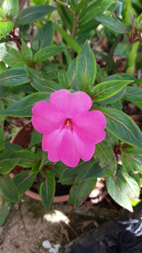 Impatiens Impatiens Picturethis