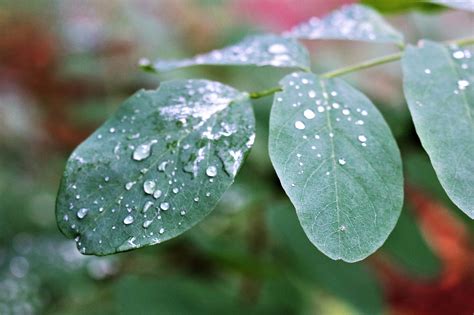 Pingos De Chuva Gotas Folhas Foto Gratuita No Pixabay Pixabay