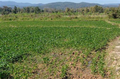 Soja Que Crece En Campo Cultivado Imagen De Archivo Imagen De