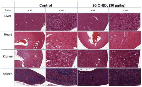 Histopathological Analyses Of Representative Organs Taken From Mice In