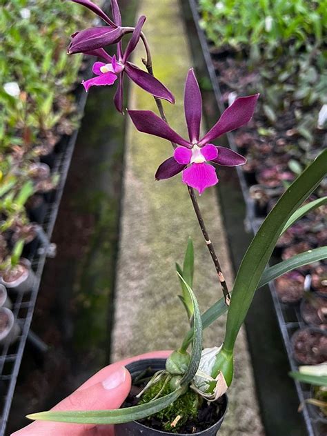 Encyclia x Stella Adulta Orquidário Suzuki