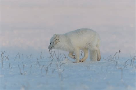 Raposa Do Rtico Vulpes Lagopus Na Tundra Wilde Ao P R Do Sol Hora