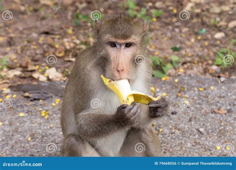 Monkey Eating Banana. Long-tailed Macaque. Stock Photo - Image of ...