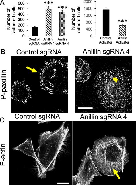 Anillin Regulates Cell ECM Adhesion And Organization Of The Actin