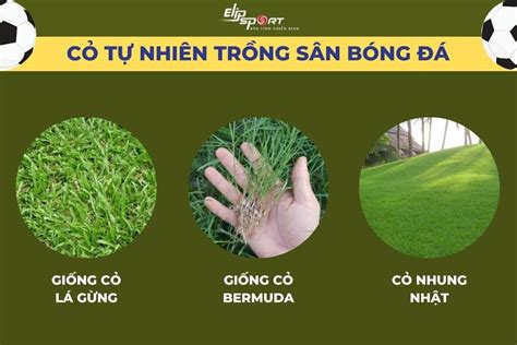 Cỏ Trồng Sân Bóng đá Phân Loại ưu Nhược điểm Và Cách Chăm Sóc