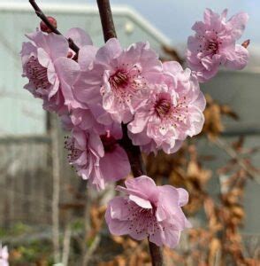 Prunus X Blireana Pink Plum Blossom Hello Hello Plants Garden