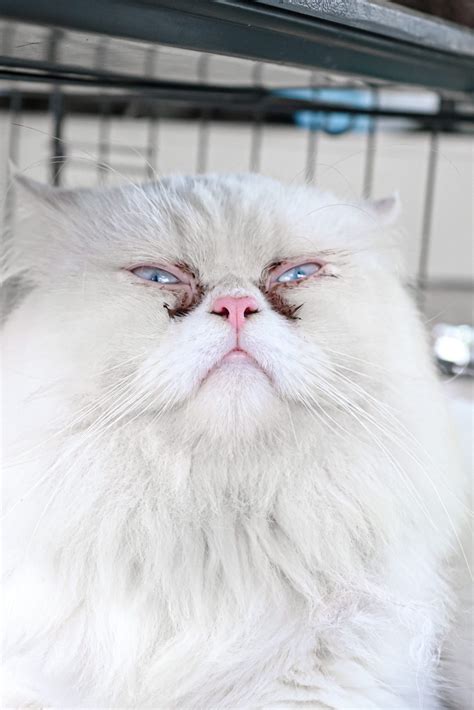 persian cat pixahive