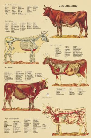 Cow Anatomy Posters