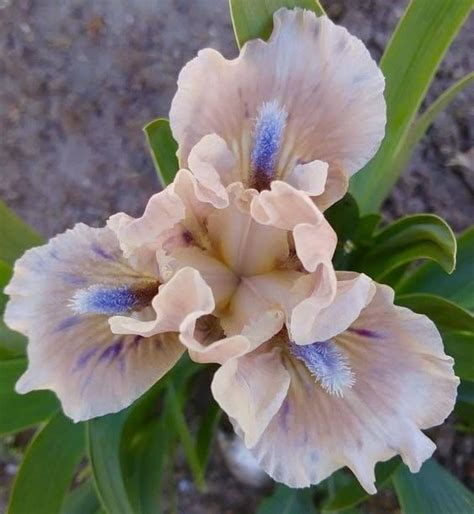 Pin By Rachel Summers On Flowers Iris Flowers Iris Garden Beautiful