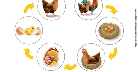 Cycle De La Poule Affiches Pdf Montessori Life Cycles Handmade Toys