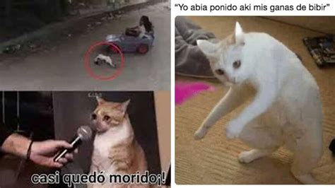 Las Mejores Memes Para Gatos Armadyne Mx