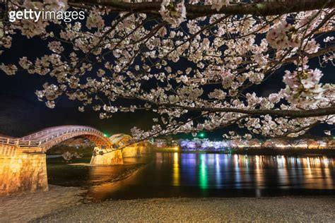 Kintai Bridge Illuminated At Night Cherry Blossoms Along The Nishiki