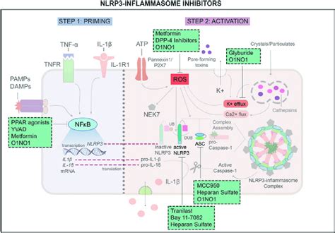 Nlrp Inflammasome Inhibitors And Mechanisms Of Action Various