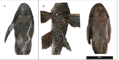 Ventral View Of Representative Samples A Pterygoplichthys