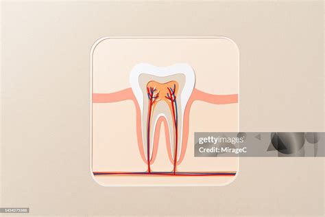 Human Tooth Pulp Chamber Cross Section Anatomy Paper Craft High-Res ...