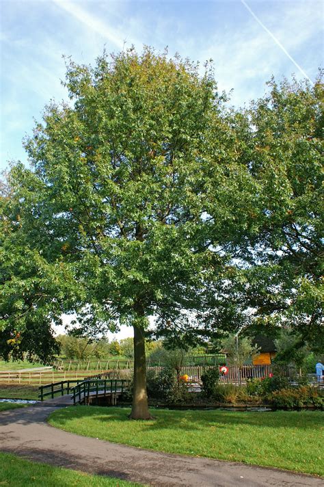 Quercus Palustris Pin Oak Swamp Oak Van Den Berk Nurseries