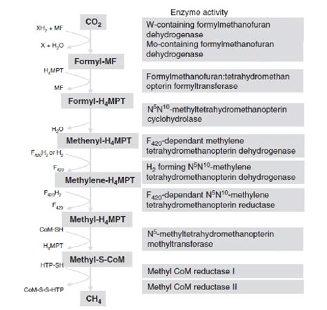 1 Methanogenesis Pathway From H 2 Co 2 The Seven Step Enzymatic Download Scientific Diagram