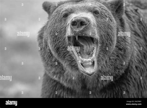 Grizzly Bear Roaring Black And White