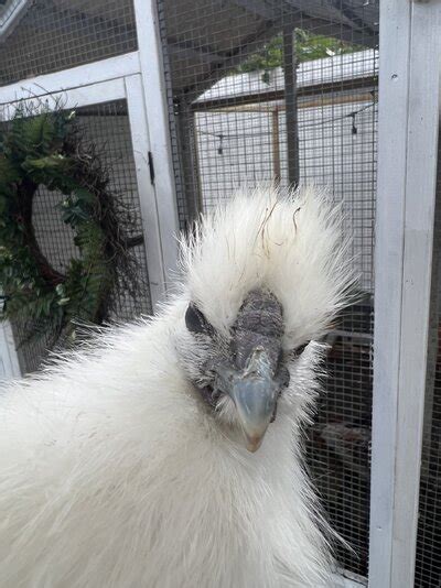 Are These Silkie Male Streamers Page 2 Backyard Chickens Learn