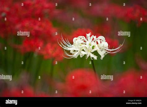 White spider lily Stock Photo - Alamy